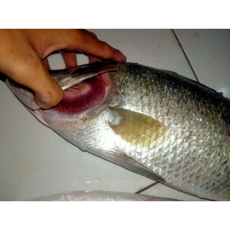 

Ikan Kakap Putih Segar 1Kg Fresh BERGARANSI