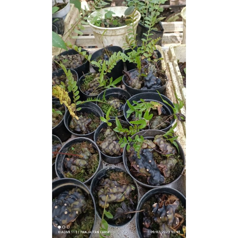 Lecanopteris Sp Sumatera Utara