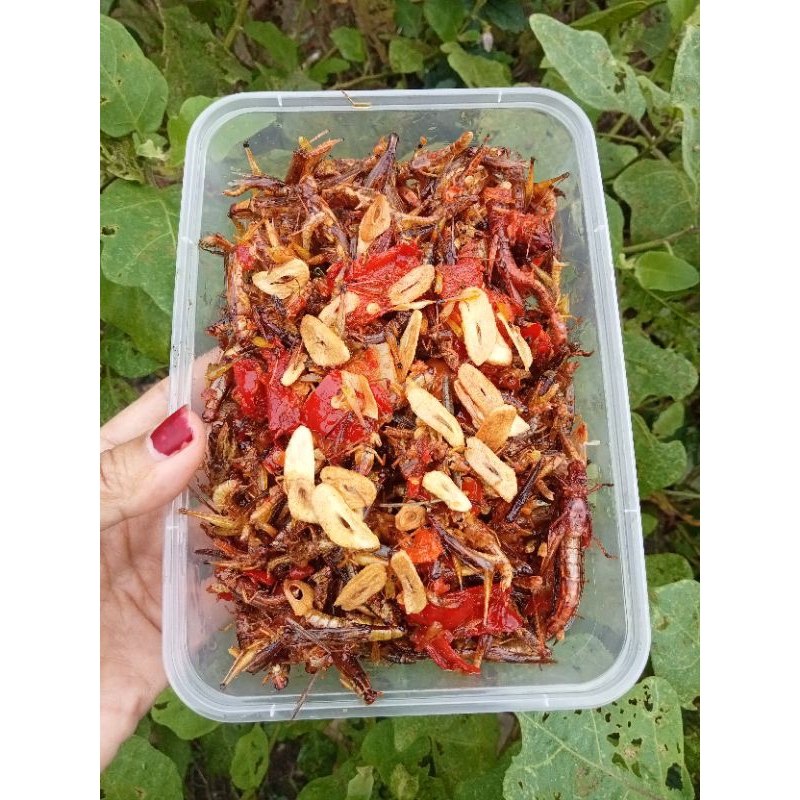 

belalang pari(uthis)