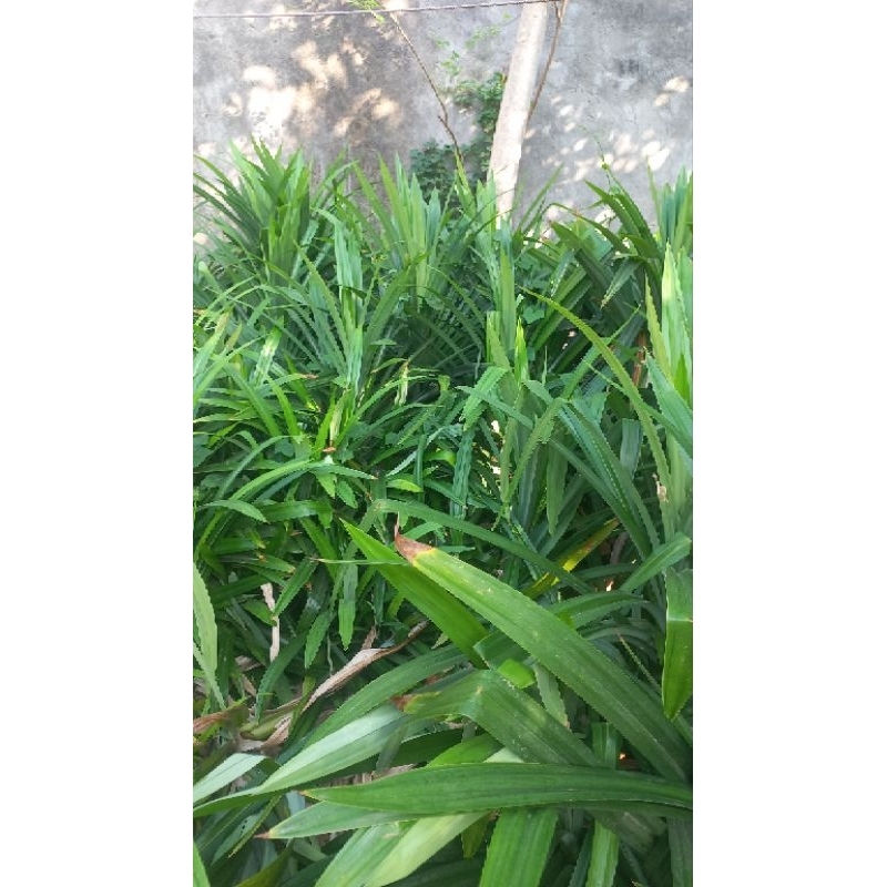 

Daun Pandan murah isi 100 lembar