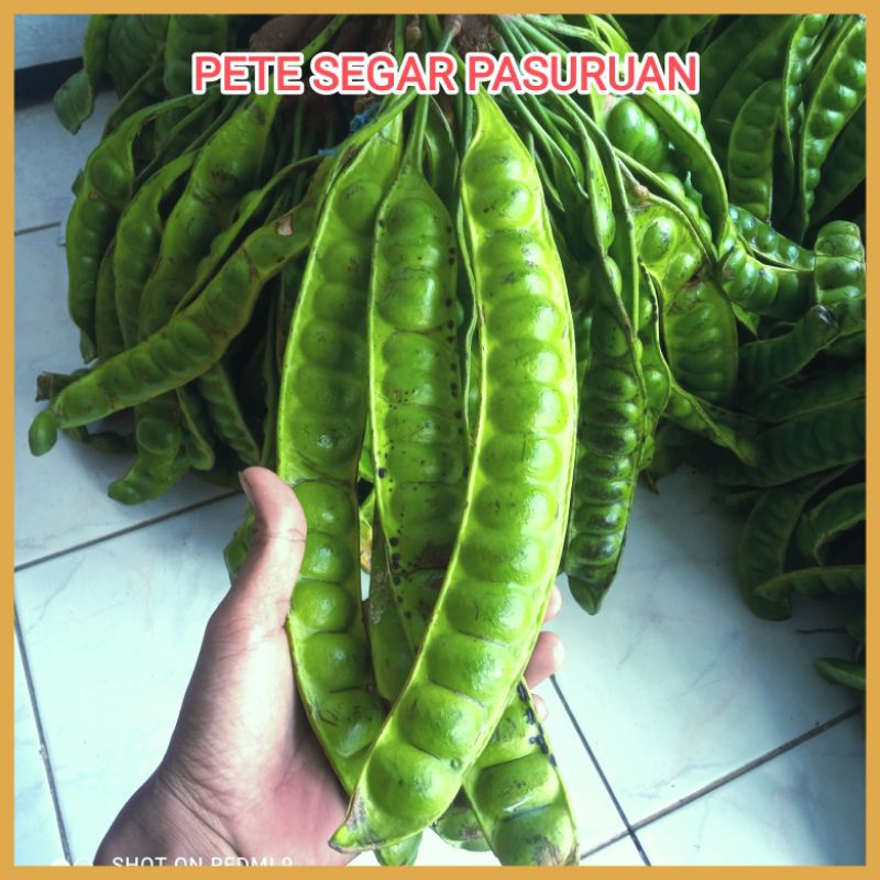 

Pete super segar 1 papan tua pasuruan promo