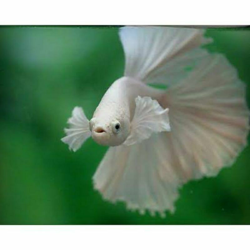 cupang Hm platinum l-xl hiasan aquarium