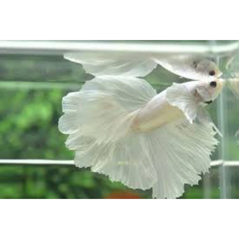 cupang Hm platinum L-Xl hiasan aquarium