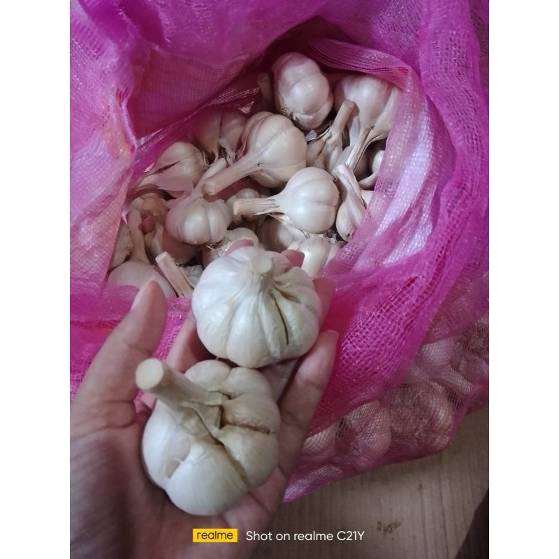 

Bawang kating #*KONDISI BERSIH*#