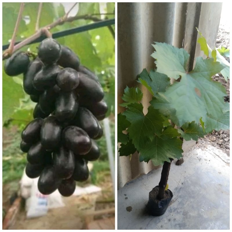 bibit anggur akademik import stek Batang