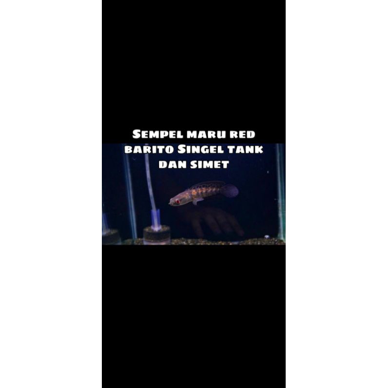 Channa Red Barito 12-14 cm (bonus pelet bungga 50g)