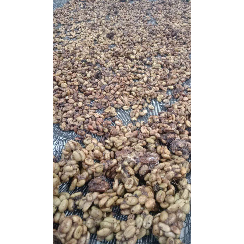 

Kopi Luwak Ternak Fases Asli kemasan 1 kg Jenis Arabica / luwak coffe