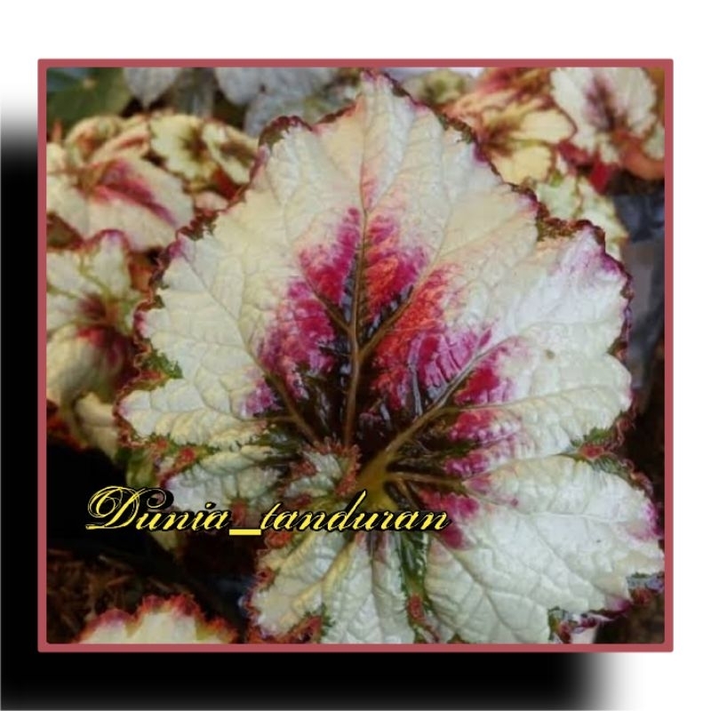 BEGONIA ESCARGOT PINK / Keong pink ukuran Remaja