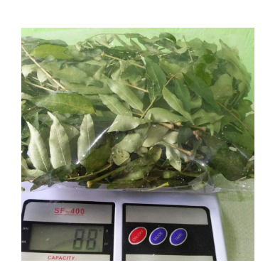 

Daun Curry / Daun Kari / Salam Koja