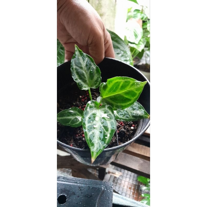 Tanaman hias Anthurium KG Silver Tiger Oryginale/Macan