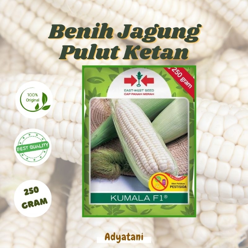 Bibit Biji Jagung Pulut Ketan Kumala F1 Original Benih Cap Panah Merah