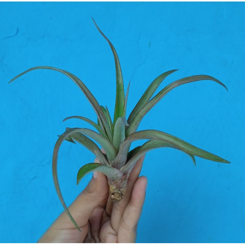 tanaman tillandsia flabelata