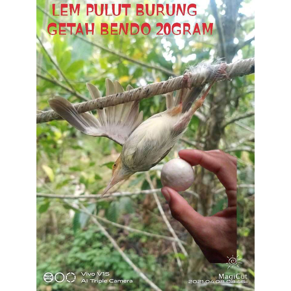 

Pulut Jerat Untuk Burung 100g Dan 250g - Pulut Bendo Asli - Getah Lem Pikat Super Lengket