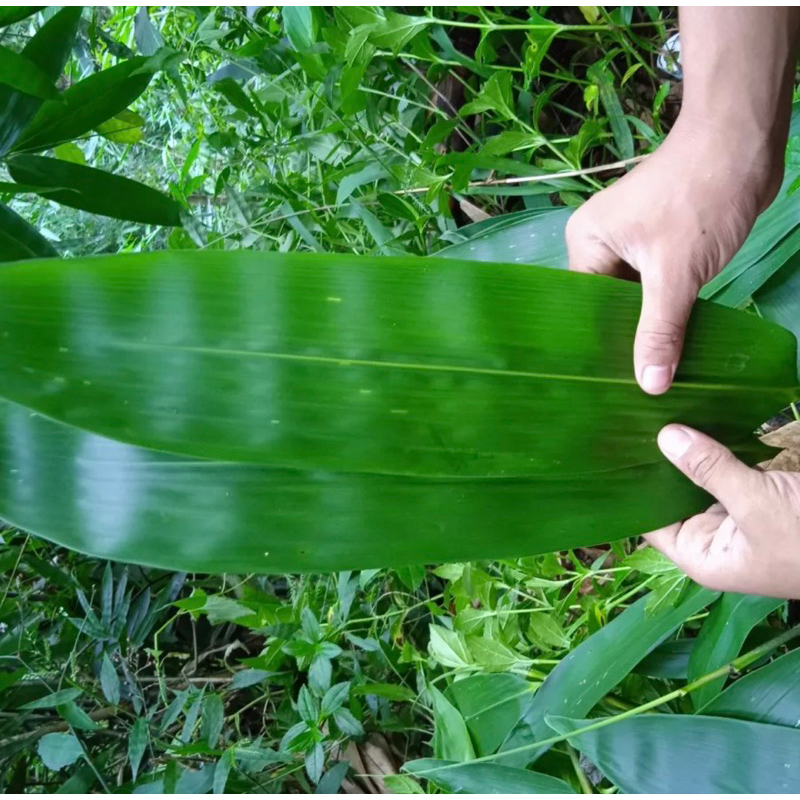 

daun bambu/daun bakcang/daun bungkus bacang