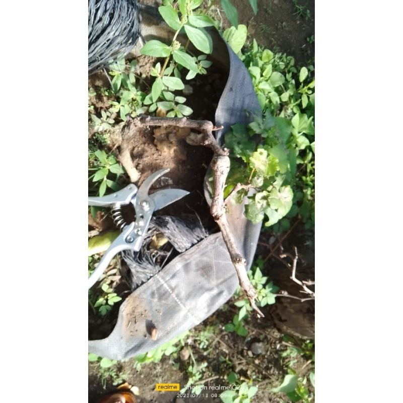 dongkelan mini anggur import +cuting kober5bb