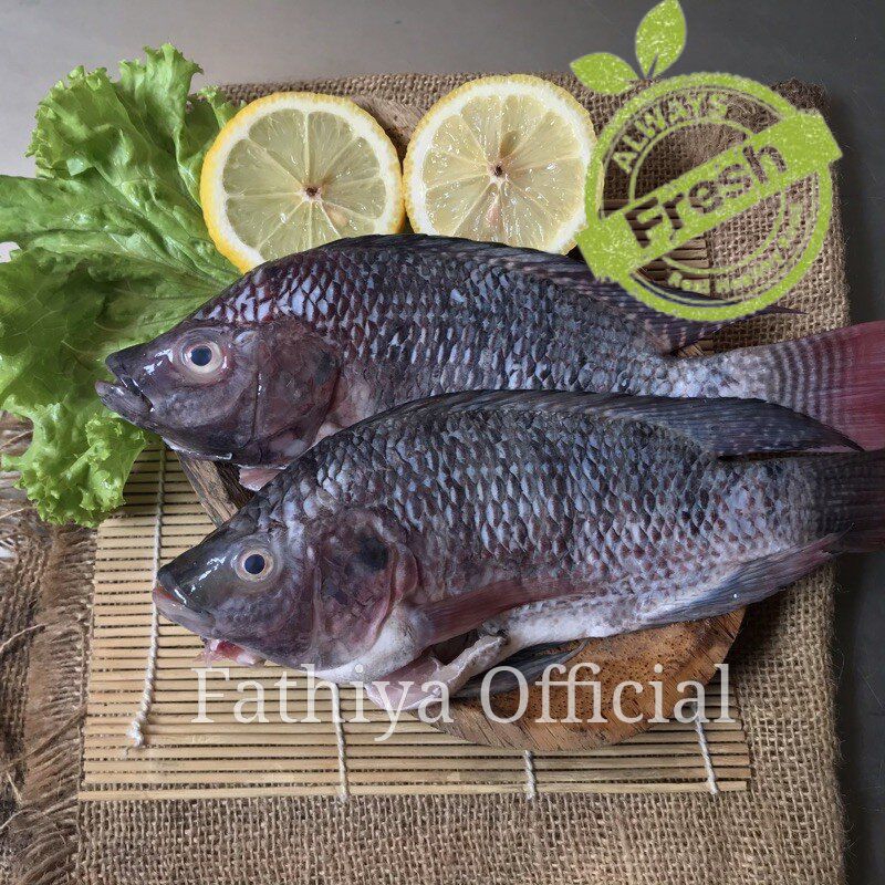 

Ikan Mujair | Mujaer | naga_exspress