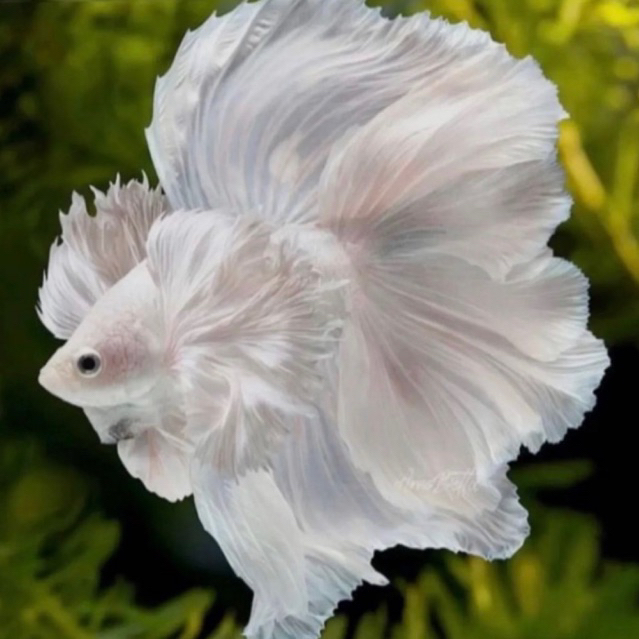 Cupang halfmoon whitw platinum siap kontes