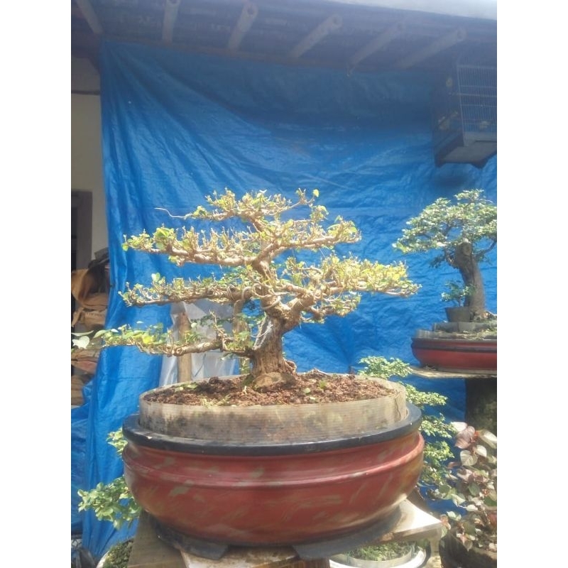 bonsai waru