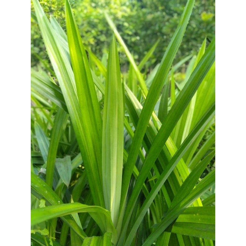 

Daun pandan wangi segar ORGANIK / per ikat isi 10 lembar bonus 1 lembar