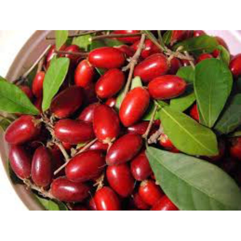 

Buah Ajaib Miracle Fruit "Rasakan sensasi unik: Buah Ajaib, buah yang dapat mengubah rasa asam menjadi manis, memberikan pengalaman tak terlupakan dalam menikmati makanan favorit Anda.