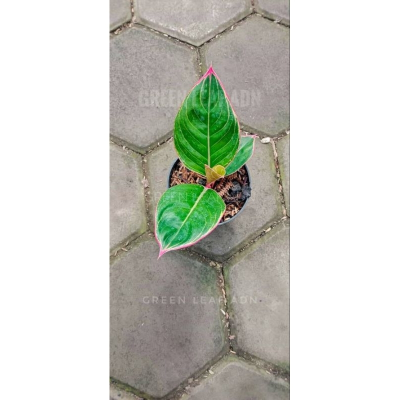 Tanaman Hias Aglonema Lipstik cobra Real Pict