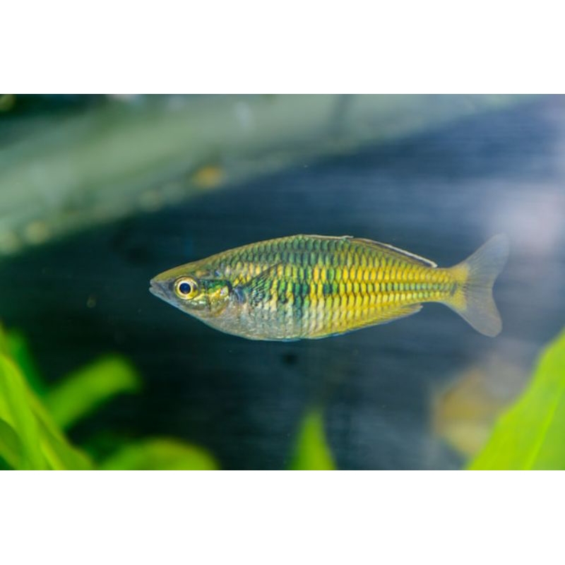 Rainbow Boesemani hiasan aquarium