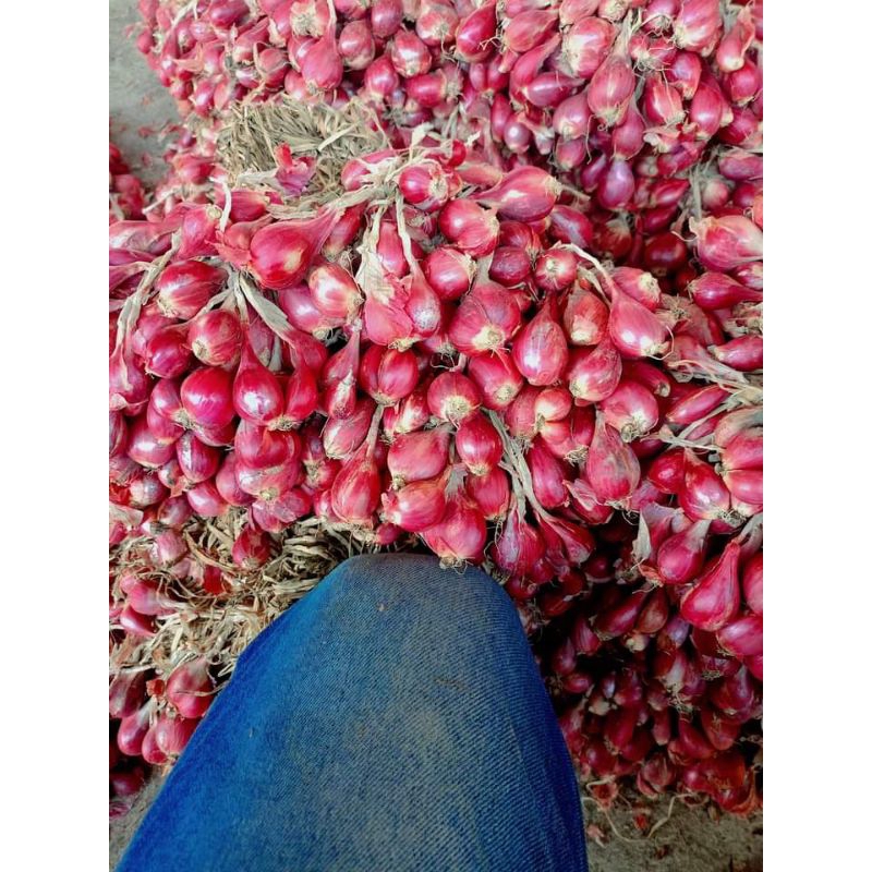 

Bawang Merah asli Brebes Bamer Brebes Bawang merah kering siap pakai Bawang Merah Asli wong Brebes Termurah kualitas premium Bawang merah bibit