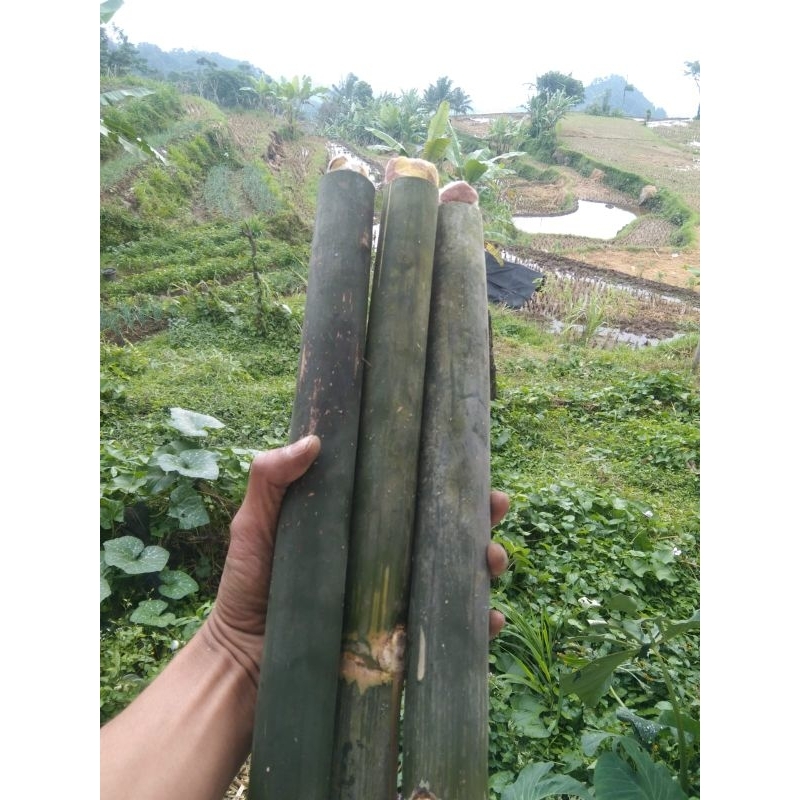 Obor bambu hijau + sumbu