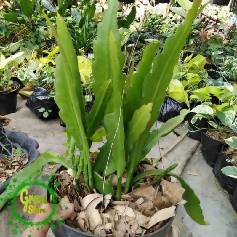 TERLARIS TANAMAN HIAS WIJAYA KUSUMA BUNGA HIDUP CALIFORNIA / Wijaya kusuma