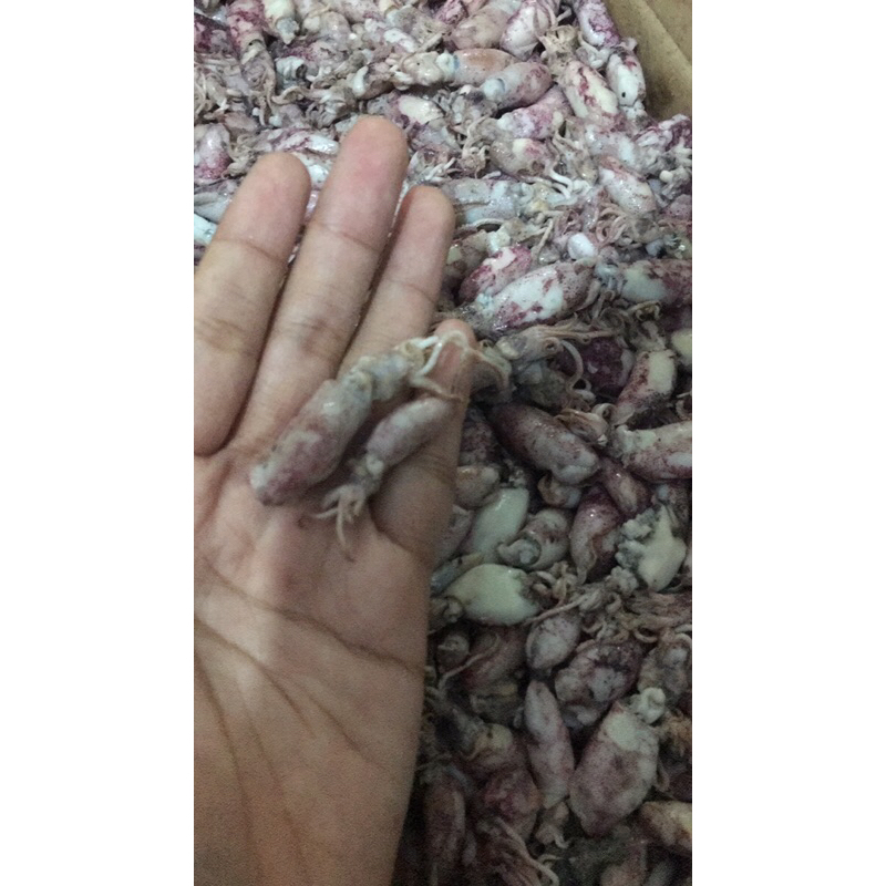 

Cumi Baby Kering 70% 500 gram / Produsen Tangan Pertama