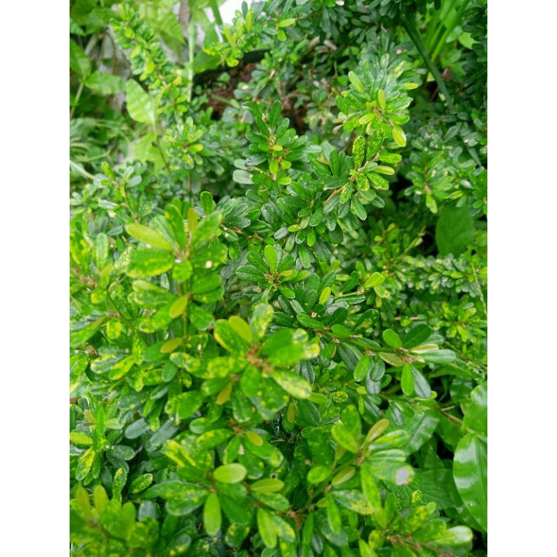 bibit saeng simbur micro thailand