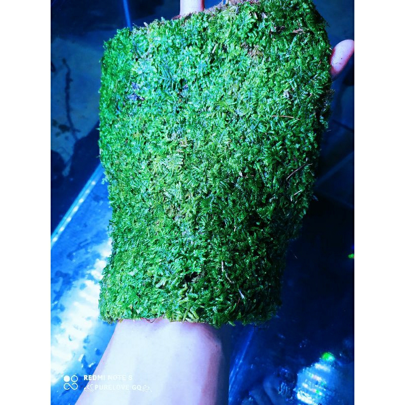 Moss weeping mini clump aquascape beli 5 gratis 1/Tanaman Aquascape moss