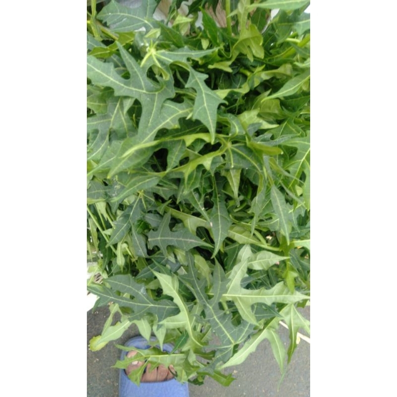 

DAUN KATES JEPANG IKAT SEGAR