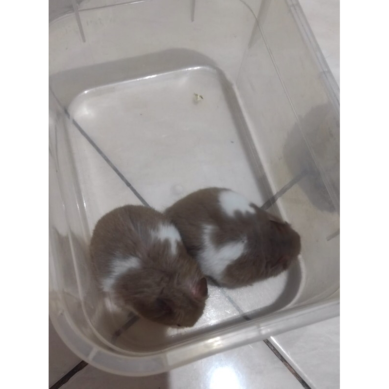 Hamster Syrian Fujiyama Indukan