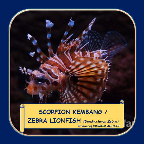 IKAN HIAS AIR LAUT - SCORPION KEMBANG / ZEBRA LIONFISH