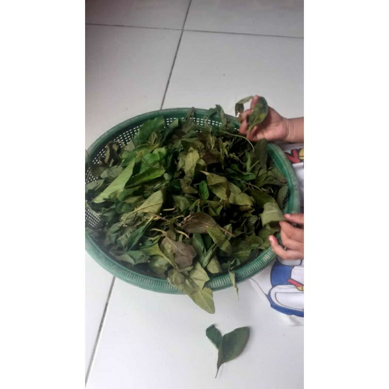 

sari daun Rahayu