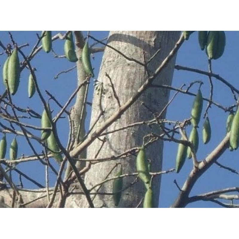 

kulit pohon randu segar 500 gram