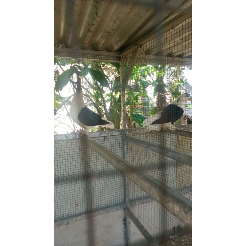 merpati lahore harga 2  pasang dan ongkir