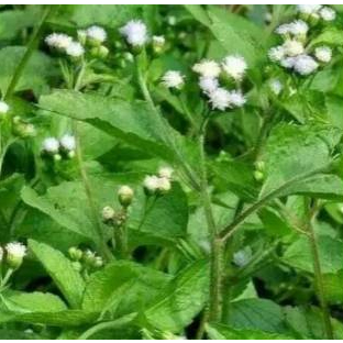 

Daun Bandotan Fresh 100gr