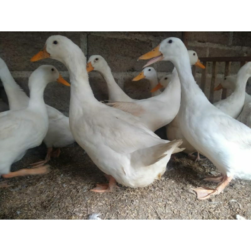 

Telur Bebek Peking untuk ditetaskan paket 30 butir