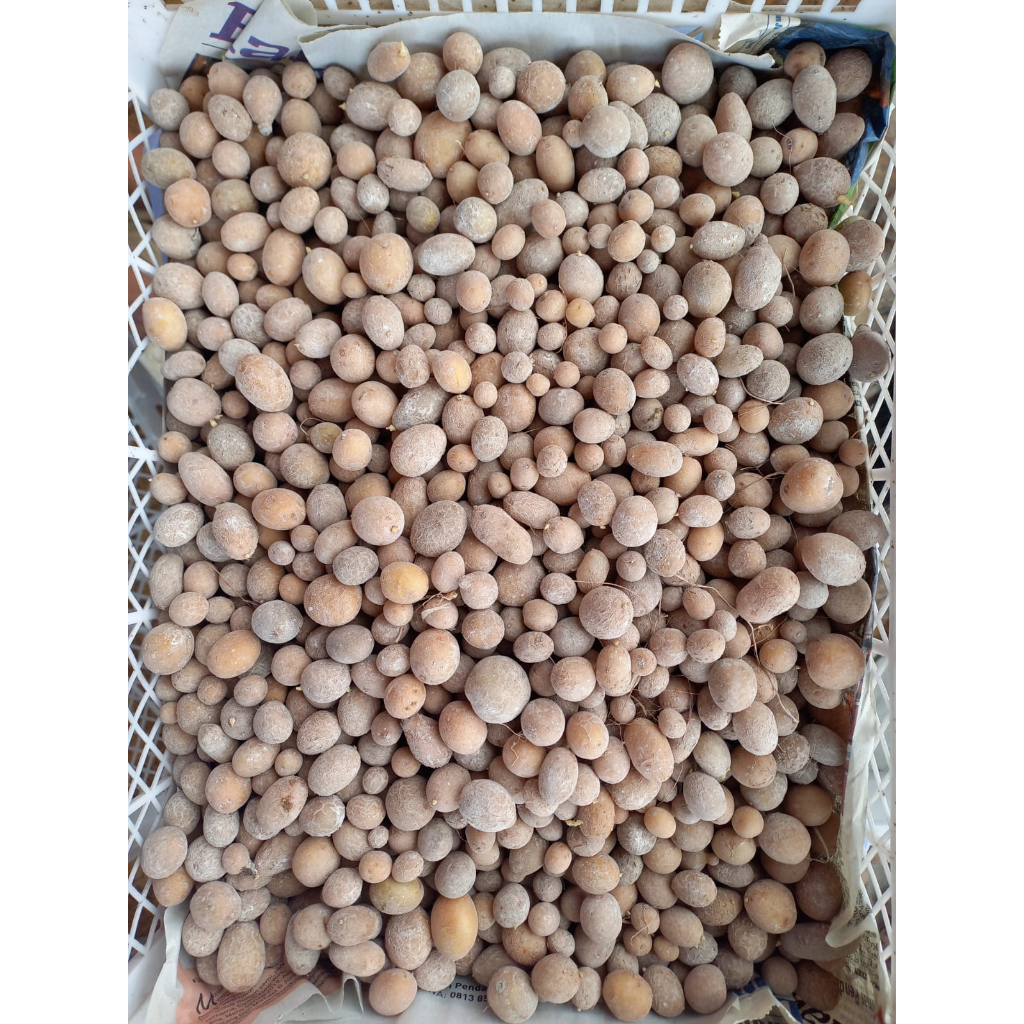 

BIBIT KENTANG G0