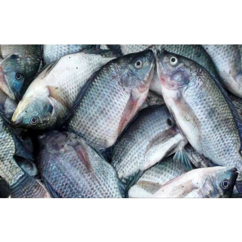 Ikan Nila Segar 1 kg