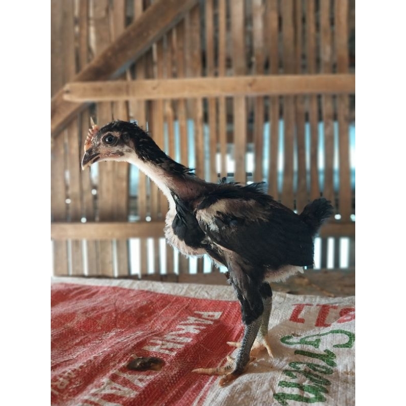 

Ayam Pelung Trah