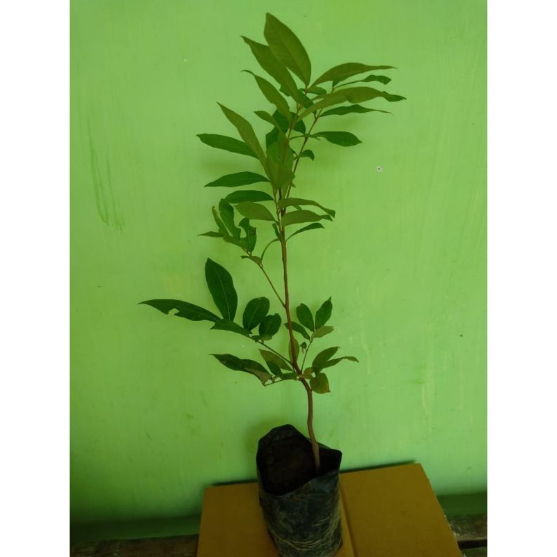 ✨Neysa✨Seedling Bibit Kelengkeng