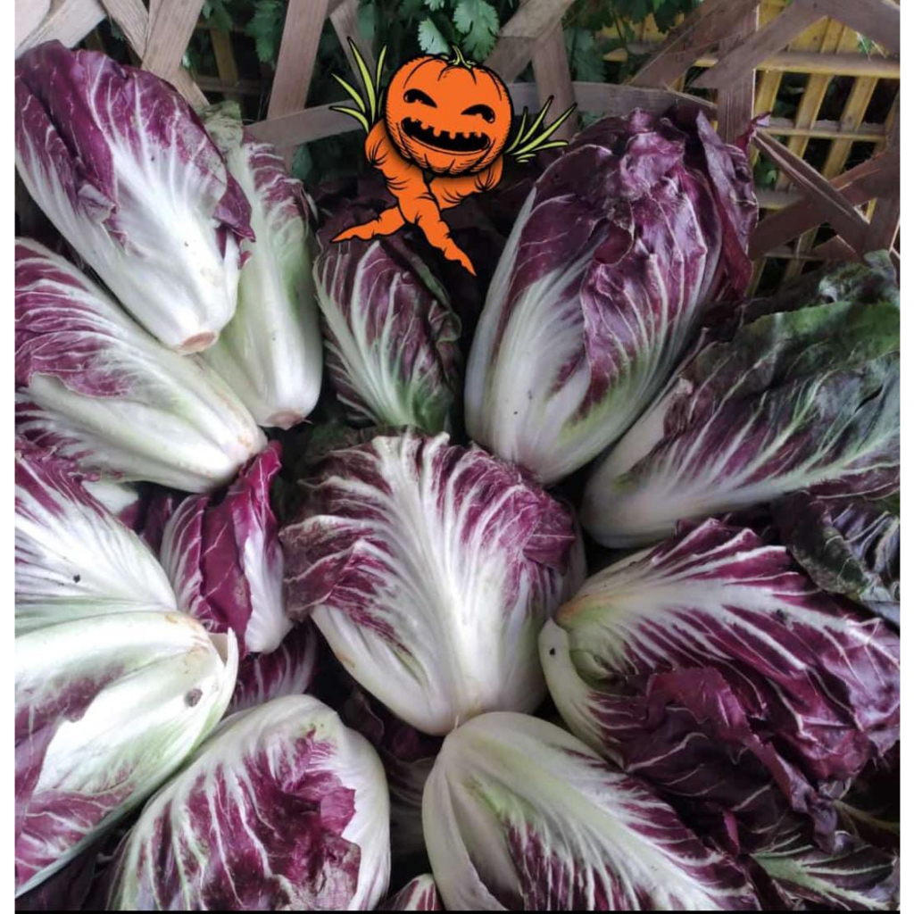 

RADICCHIO LETTUCE 200G