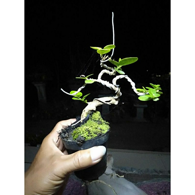 bibit bonsai sancang mame /bonsai sancang mini / bahan bonsai sancang