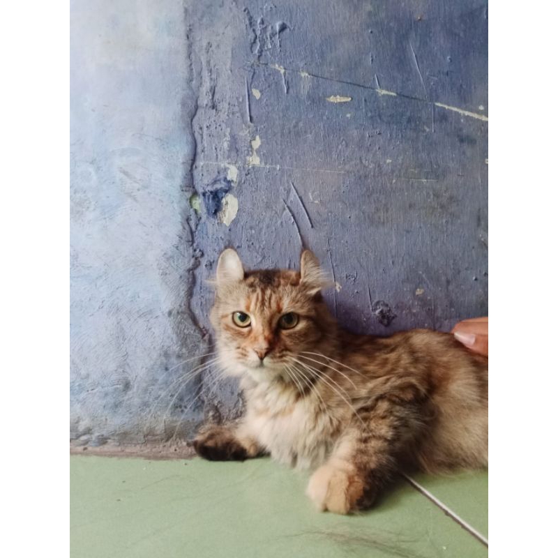 American curl pure breed