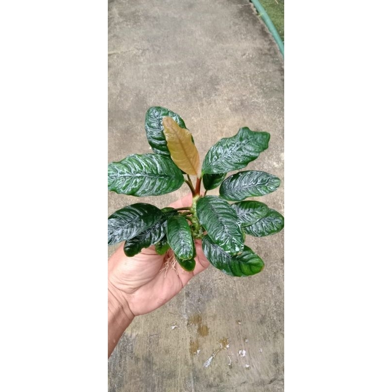 Anubias Coffefolia Jumbo calon indukan tanaman aquascape | akuarium low co2