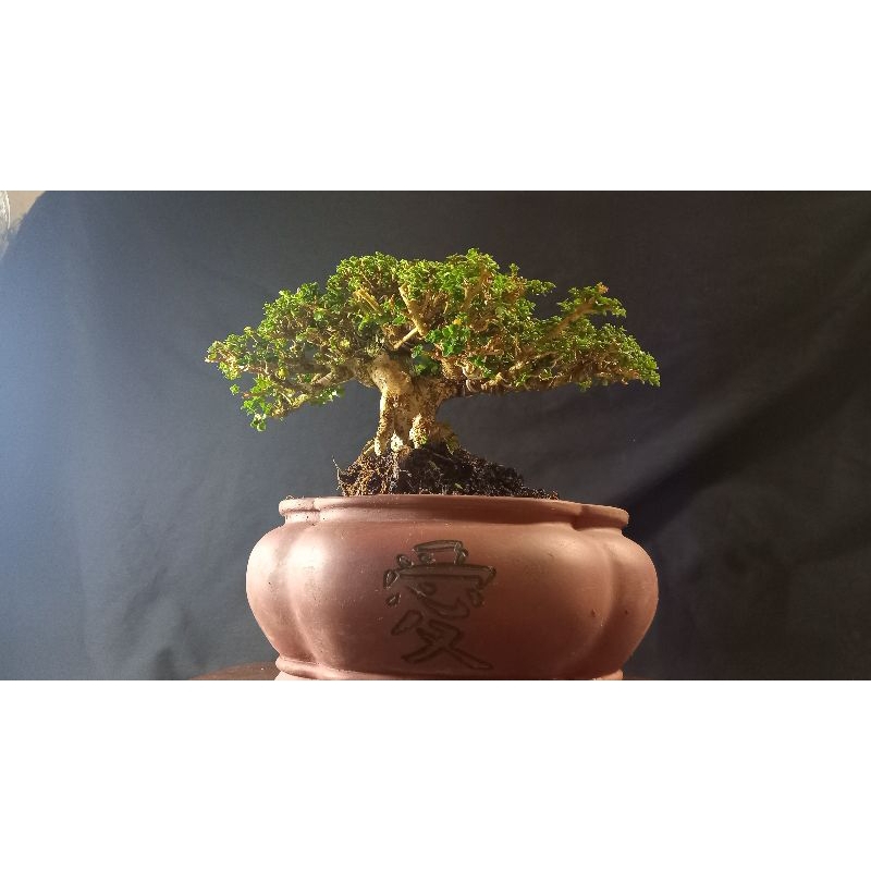 bonsai sancang kelas kontes small