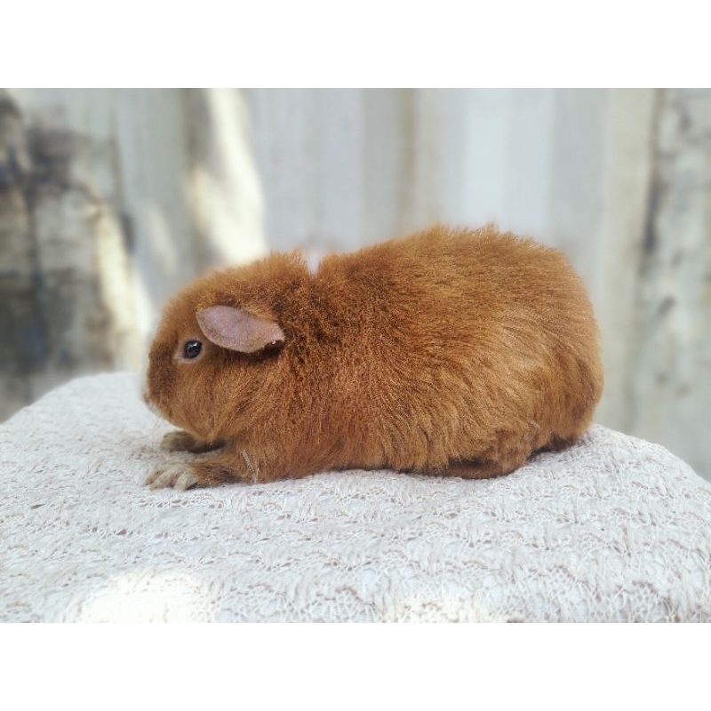 MARMUT/ GUINEA PIG TEDDY